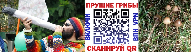 МЕГА как зайти  Дубна  Галлюциногенные грибы Cubensis  где найти наркотики 